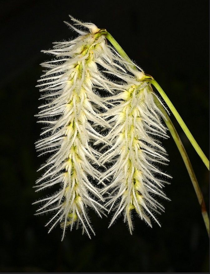Bulbophyllum+comosum+-+Ron+